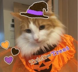 猫のラフィエル