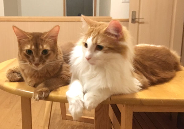 タッチウッドする猫たち