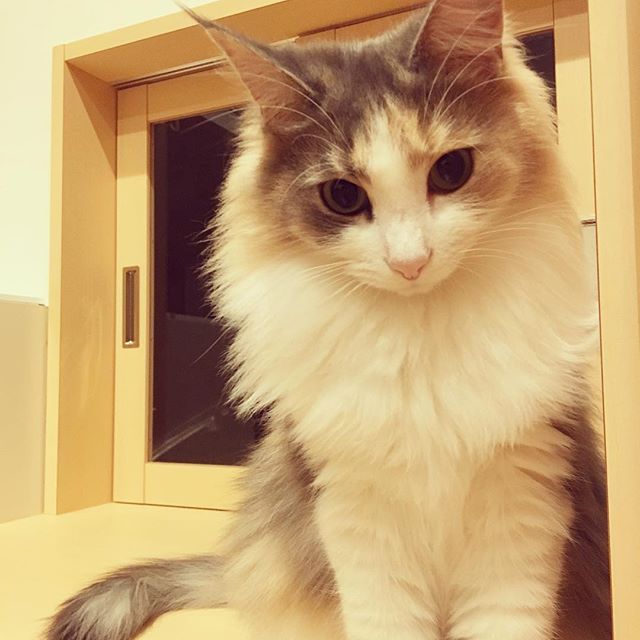 猫のキャラウェイ