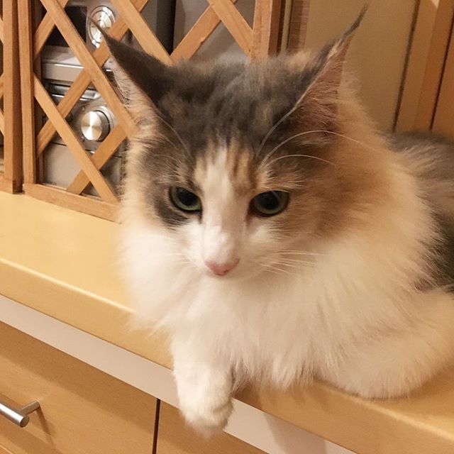 23421881_143791676250915_3095262726977486848_n