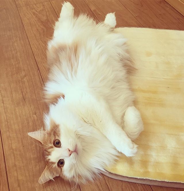 23421935_129363457726735_2140983326666653696_n