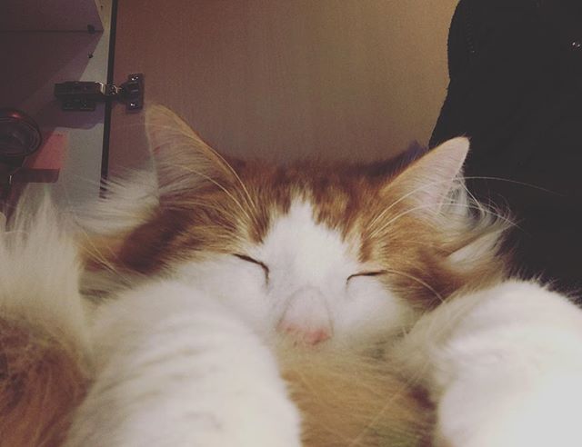 23507882_1470109826436199_7557607578562199552_n