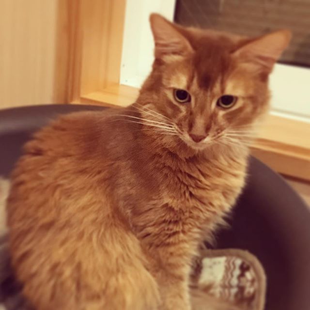 23734358_154263331856714_7176426697011494912_n