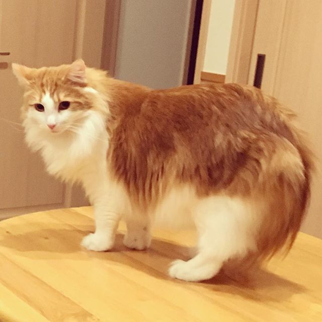 23734711_1156918991105397_2771854631641284608_n