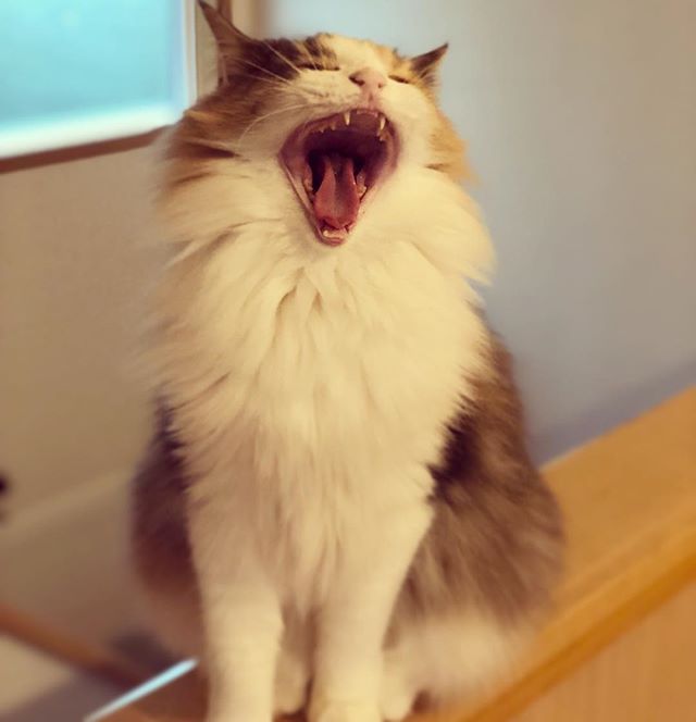 24174755_905954549571619_4083226838531309568_n