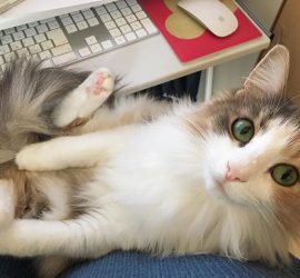 猫のキャラウェイ