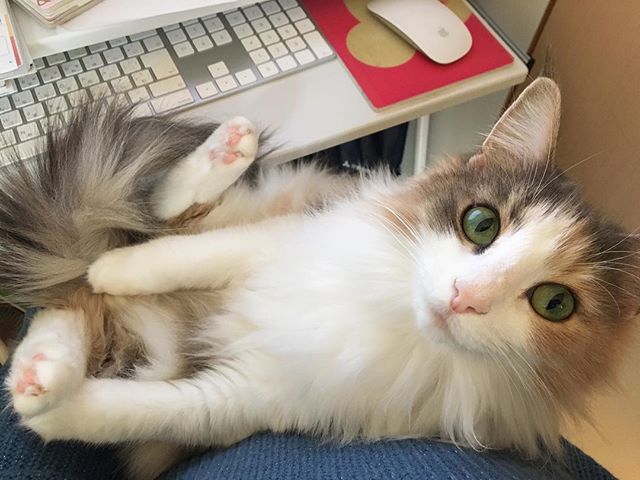 24177693_1692926240757937_4588494479224209408_n