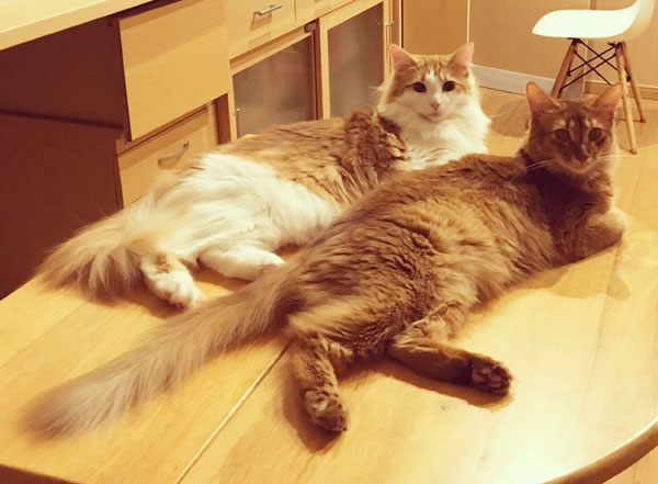 猫のポーズのシンクロ