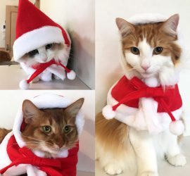 クリスマスコスプレ猫