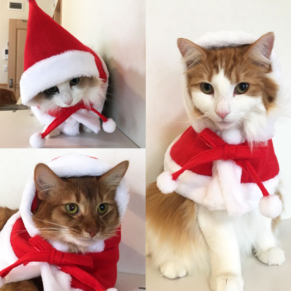 クリスマスコスプレ猫