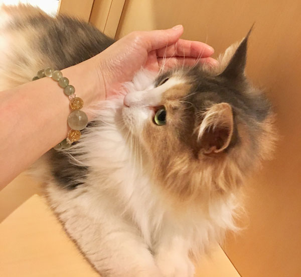 パワーストーンブレスと猫のキャラウェイ