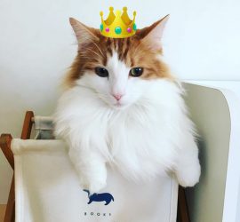 猫のラフィエル