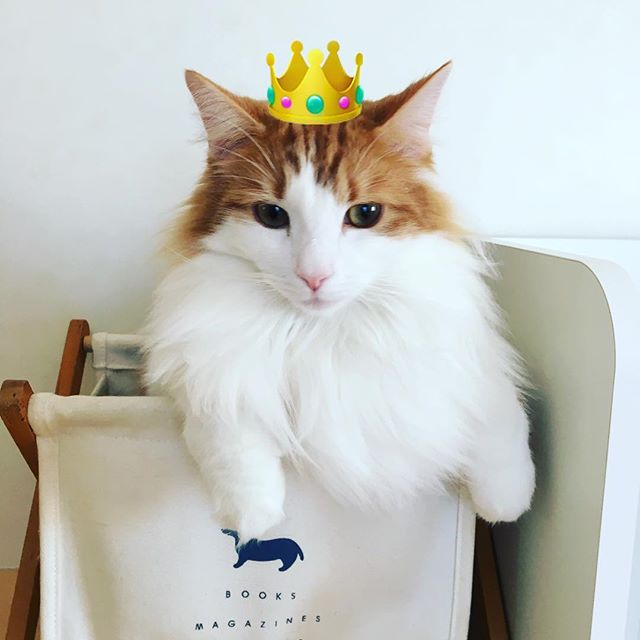 猫のラフィエル