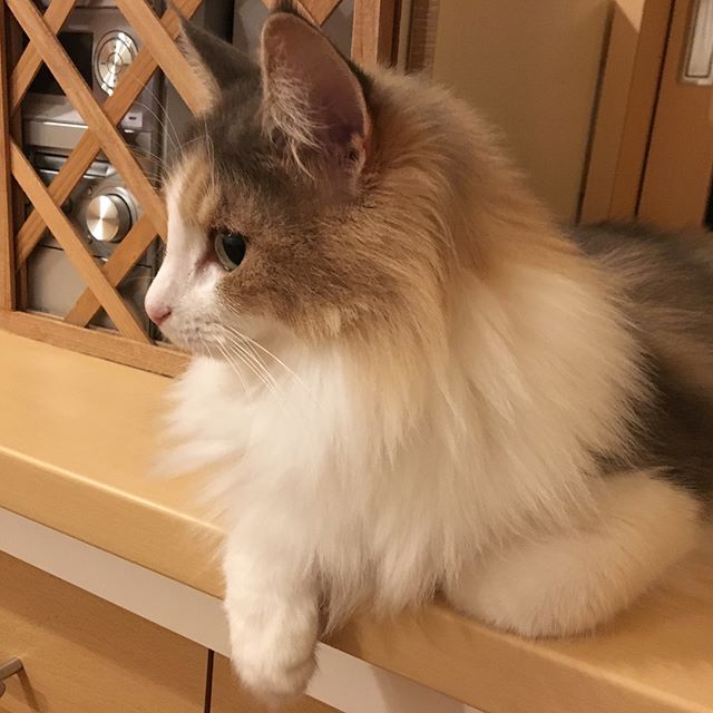 猫のキャラウェイ