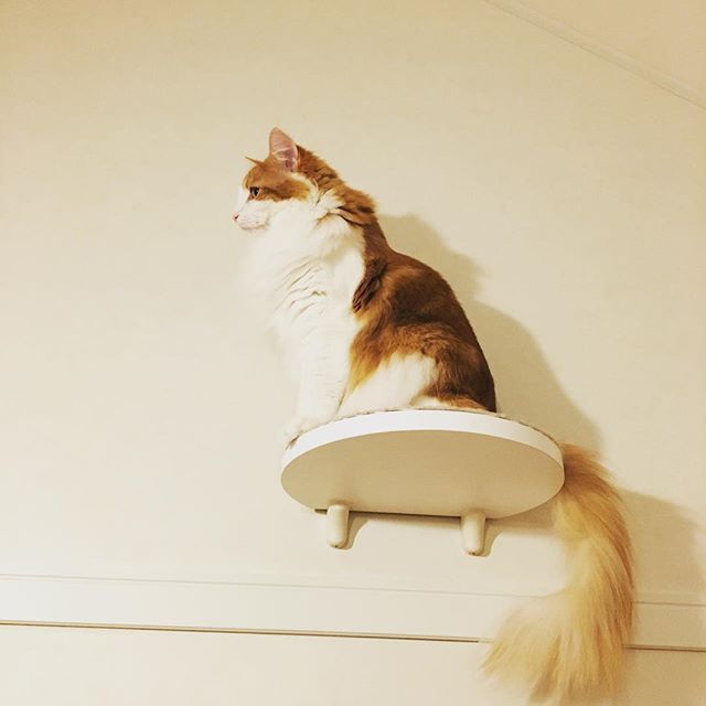 猫のラフィエル