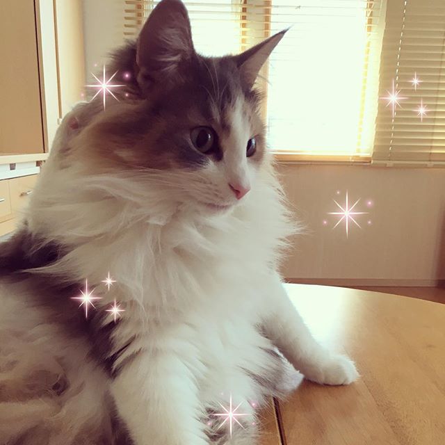 猫のキャラウェイ