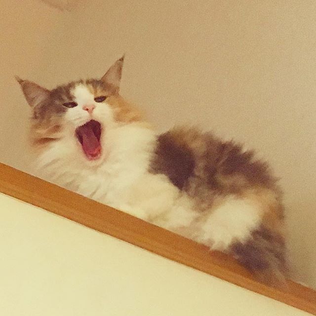 猫のキャラウエイ