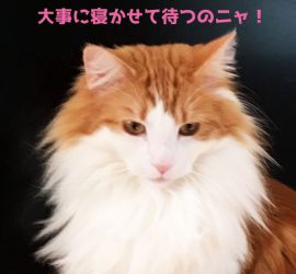 猫のラフィエル