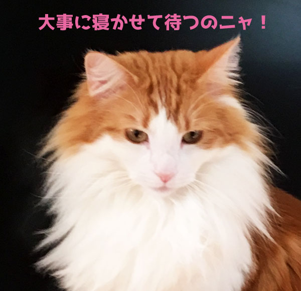 猫のラフィエル