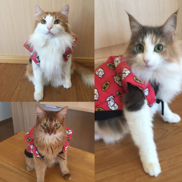 お正月ウエアの猫たち