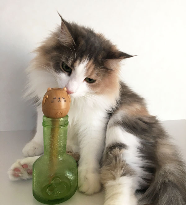 うるおいにゃんこと猫のキャラウェイ