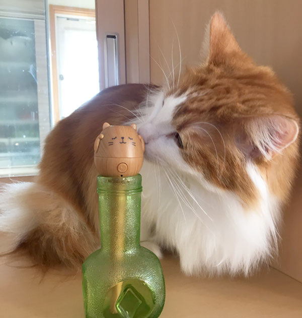 うるおいにゃんこと猫のラフィエル