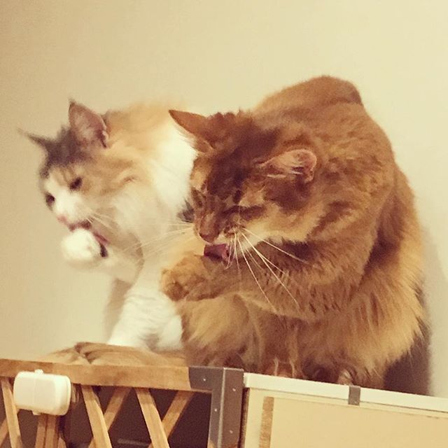 インスタ2018-1-15