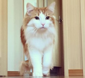 インスタ2018-1-30