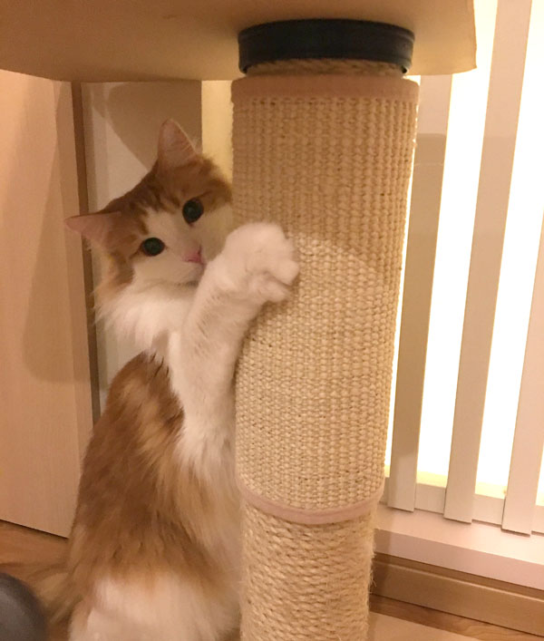 猫のラフィエル