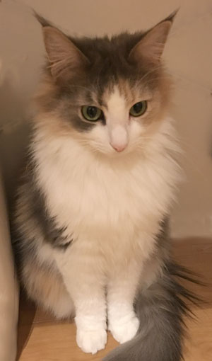 猫のキャラウェイ