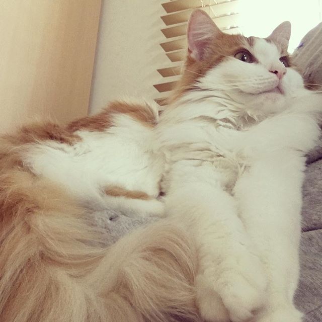 26864706_823595544494091_2288128747313823744_n