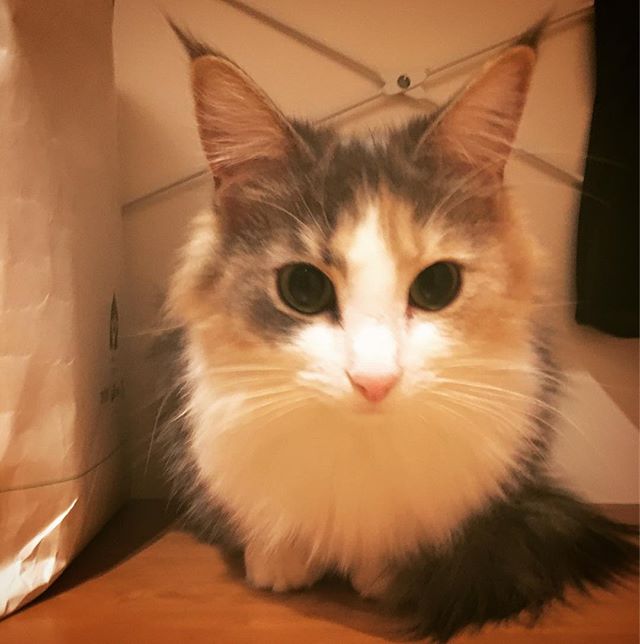 インスタ2018-02-7