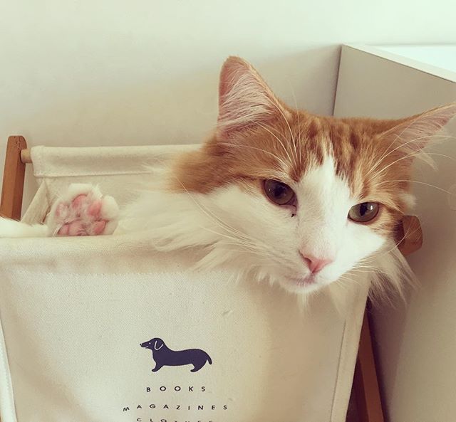 27580580_159423044778984_1498889637219794944_n