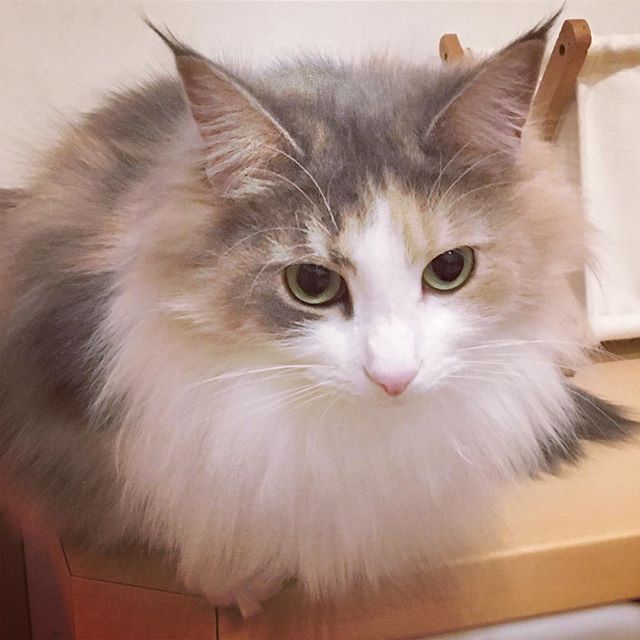 27879188_1574735772609998_5997933163282694144_n