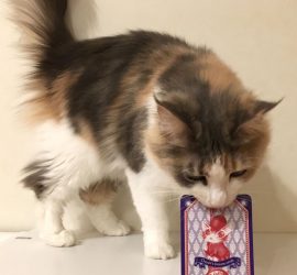 猫のキャラウェイ