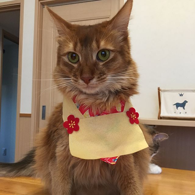 28432661_1790382031006433_1511424662481928192_n