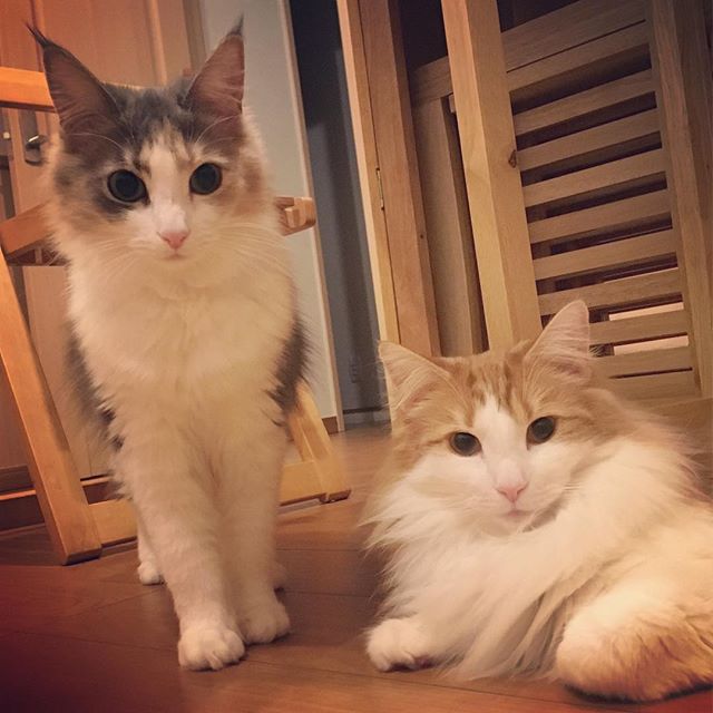 28750968_222385731835180_2838875955617857536_n