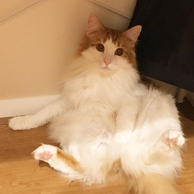 28765261_110378866471634_211072250751746048_n