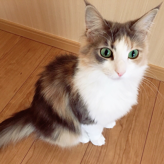 29414339_157207191766199_9012032119446175744_n