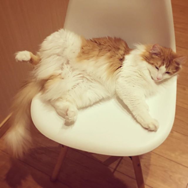 インスタ2018-4-4