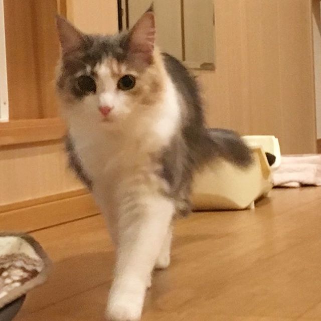 インスタ2018-4-3