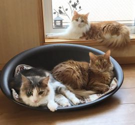 インスタ2018-4-7