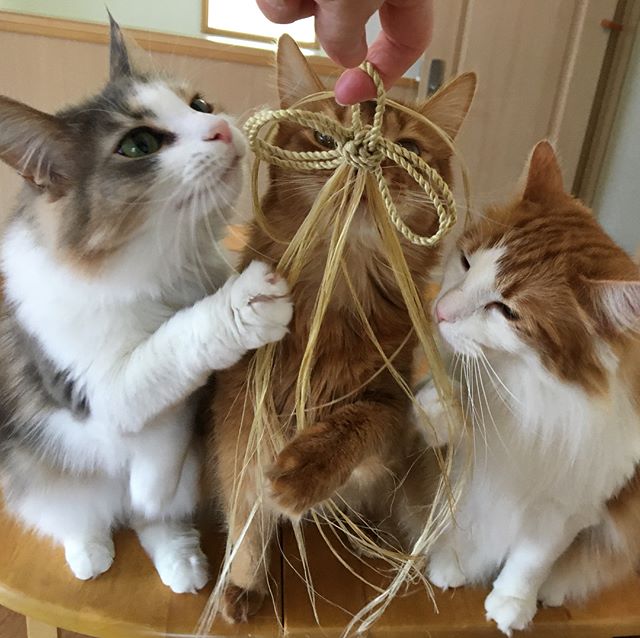 インスタ2018-4-18