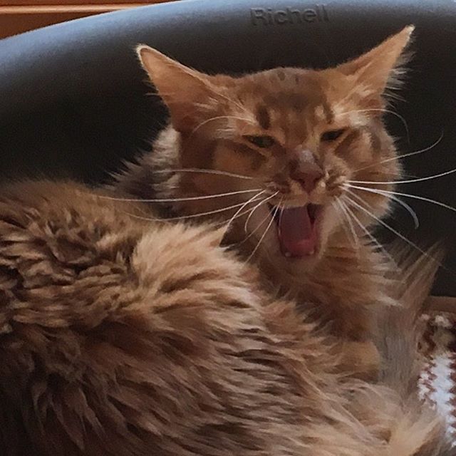 インスタ2018-4-28