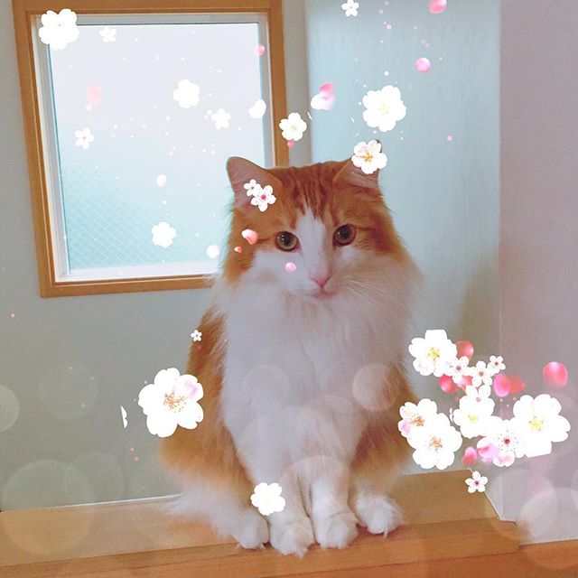 インスタ2018-4-22