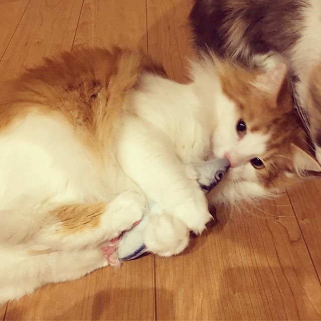 インスタ2018-5-4