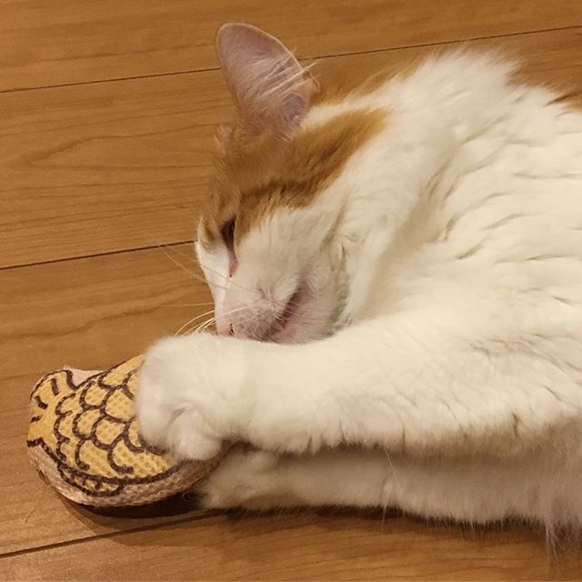 インスタ2018-5-28