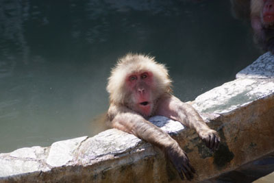 お風呂に入るサル