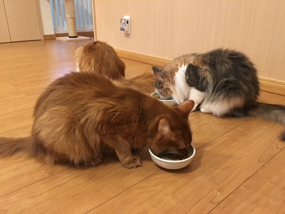 ご飯を食べる猫たち