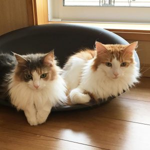 猫のラフィエルとキャラウェイ